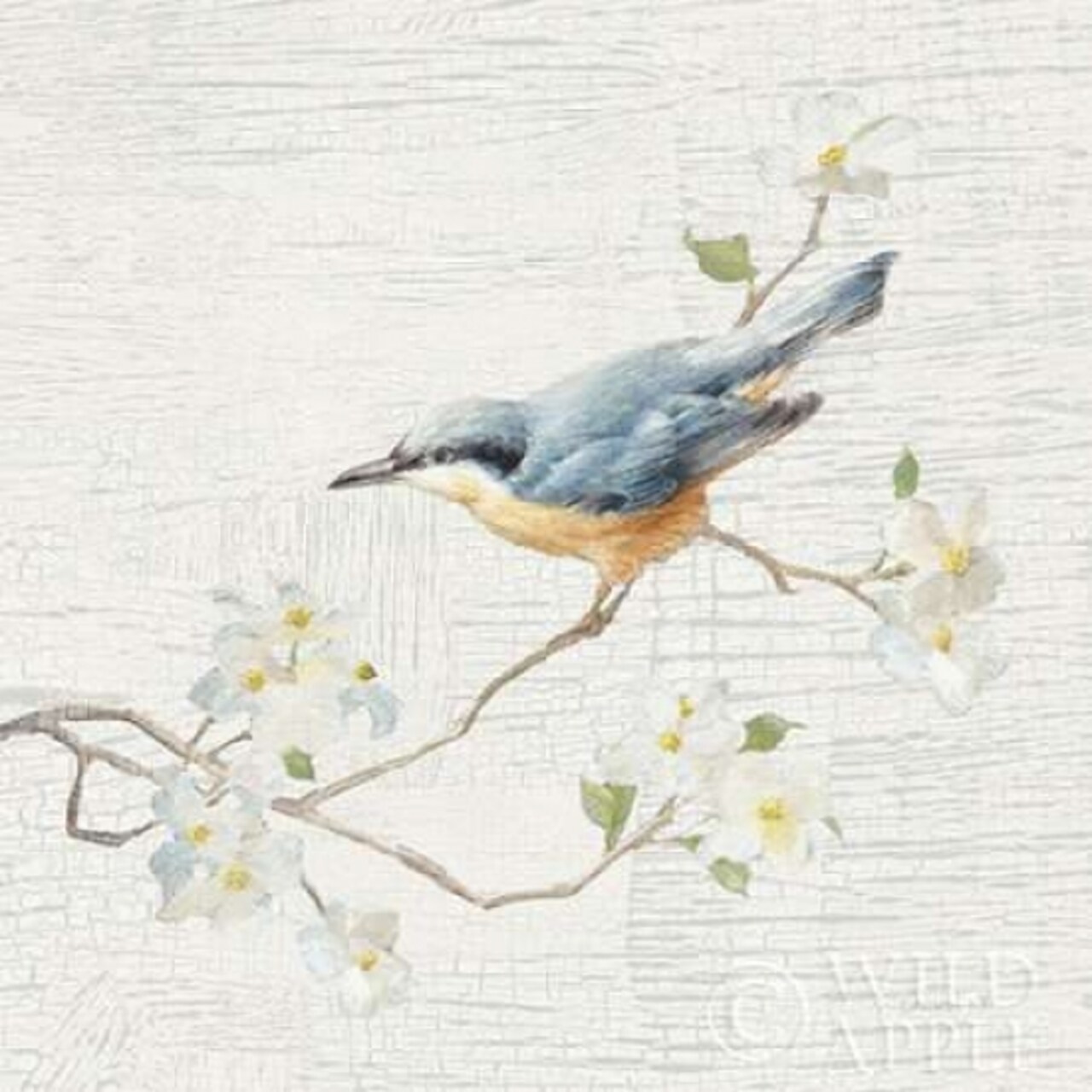 Nuthatch Vintage Poster Print by Danhui Nai - Item # VARPDX28601